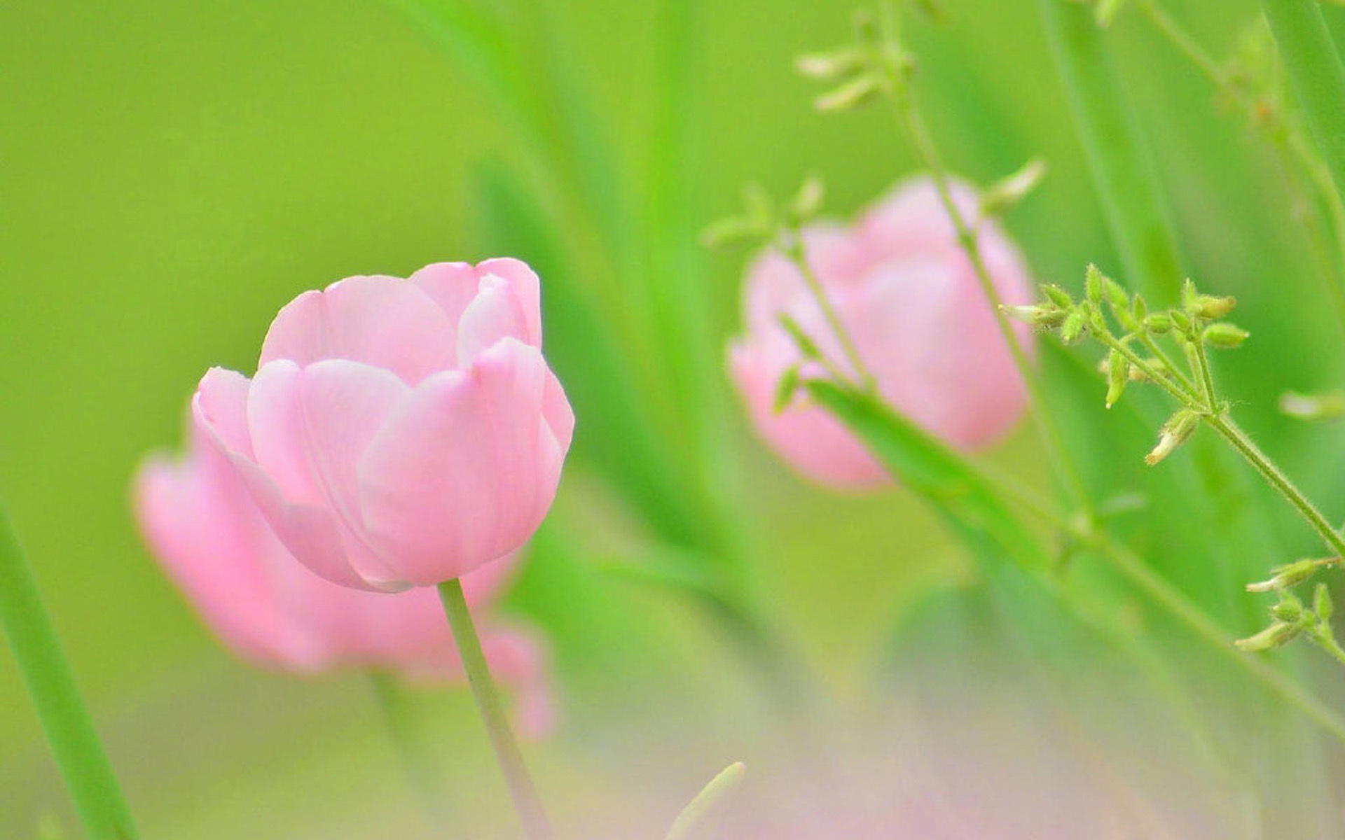 清新好看的花卉图片电脑壁纸[图6]