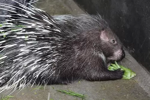 豪猪刺有什么用途?