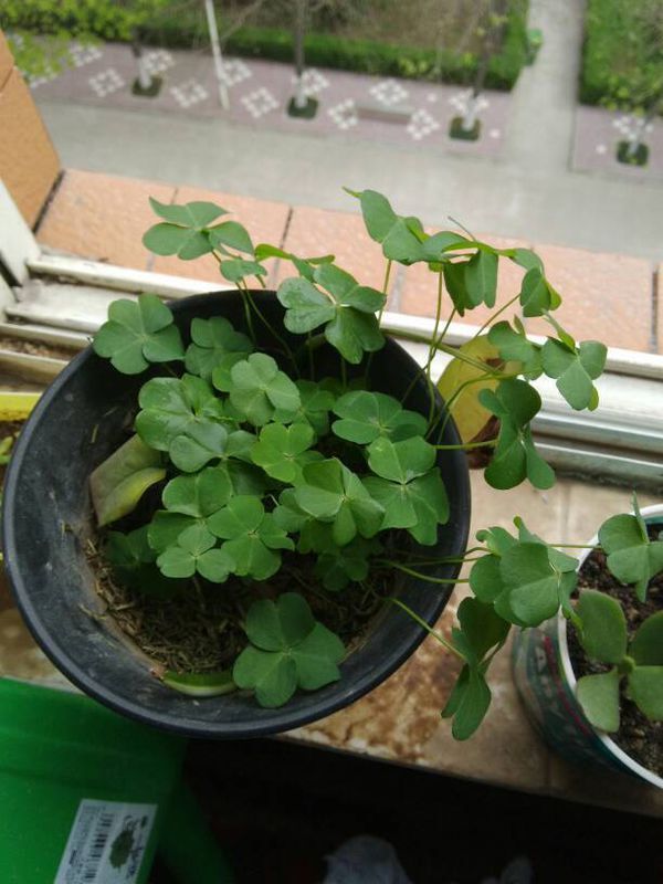 图中三小叶的植物是什么?