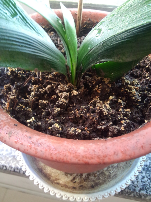 我家花盆里的土总是长出像苔藓一样黄色的东西是怎么回事啊?