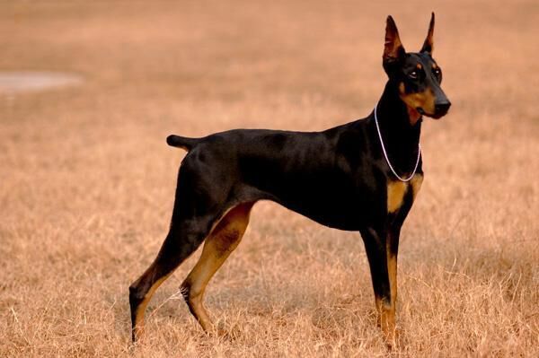全身黑色毛很短,有点高大,很瘦,腿很细长的狗是什么品种的狗?