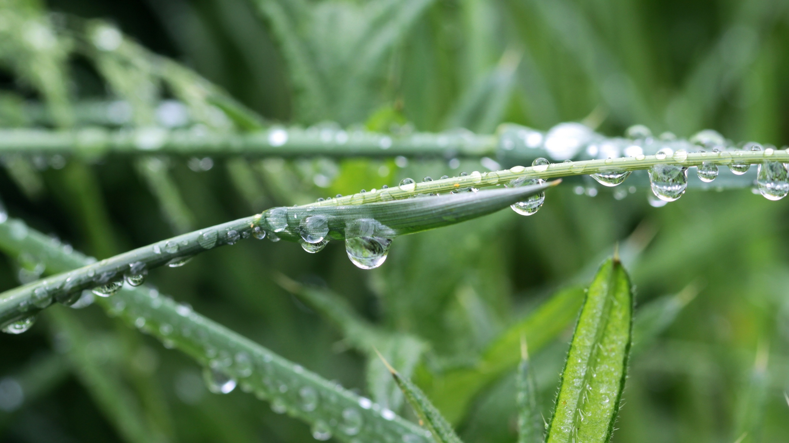 绿色小草上的水珠图片[图7]