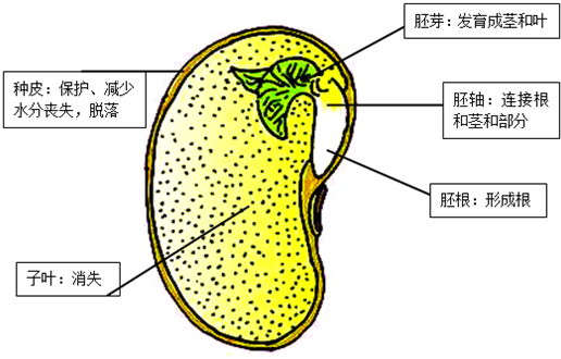 种皮其保护作用,胚芽将来发育成茎和叶,胚根将来发育成根,胚轴将来