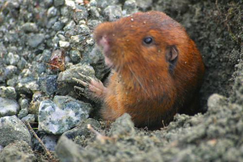 地鼠和老鼠的区别?
