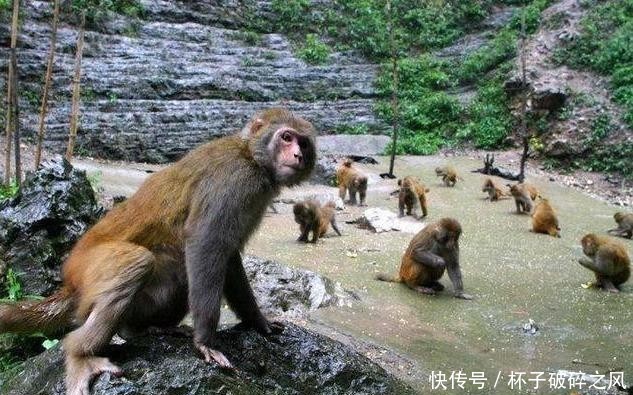 两岸猿声啼不住员是什么猿