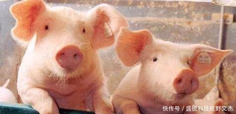 猪养殖场的建设