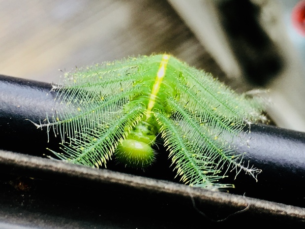 像杉叶藻的虫叫什么?