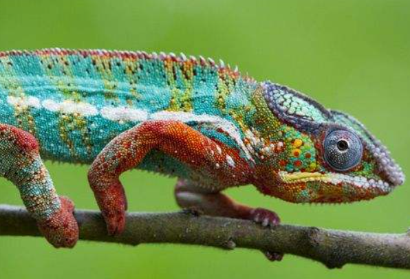 扩展资料: 变色龙多出现在雨林至热带大草原,有些则在山区,在寒冷的大