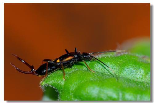 租房高层不潮湿,经常出现这种黑色条形虫子,尾部翘,是什么虫子?