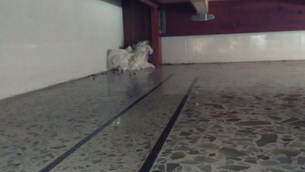 仓鼠接触卫生纸会怎么样?会死吗?我家奶茶在