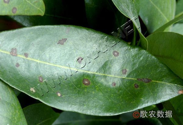 牛炭疽病的牛炭疽病症状