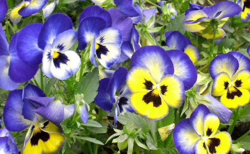 英文pansy的全解.