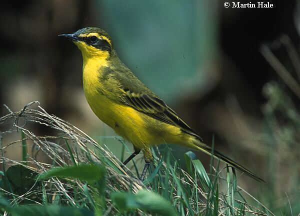黄鹡鸰 今天拍到一只鸟,体长约18cm,黄眉毛,请教老师这是什么鸟?