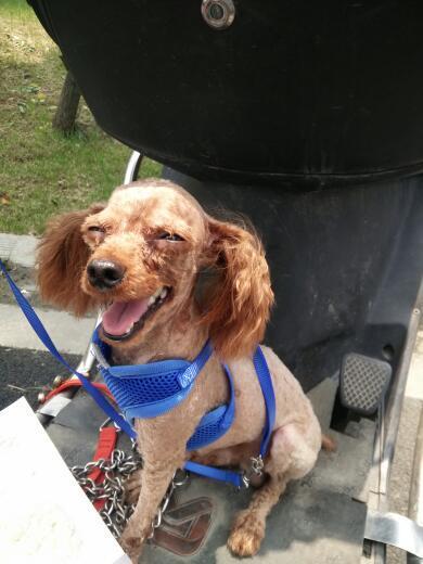 这是泰迪犬吗?捡来的,毛毛都打结了,结块了,所