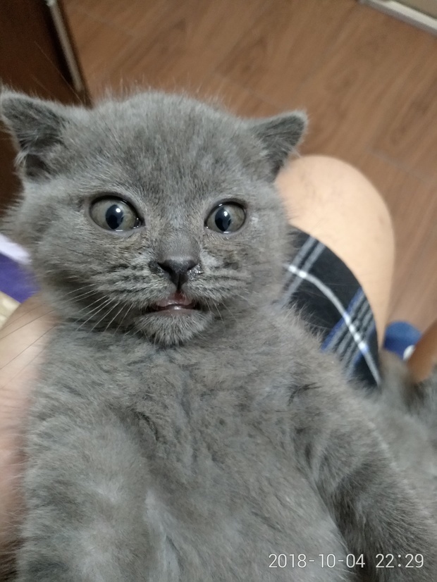 二月大的小蓝猫一直流鼻水
