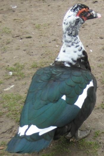 捡到一只鸟,白头黑羽有尾,脚是鸭蹼型,嘴比鸭子窄但嘴最前端有一片