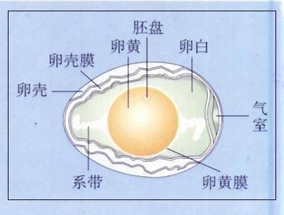 观察鸡卵的结构示意图图片