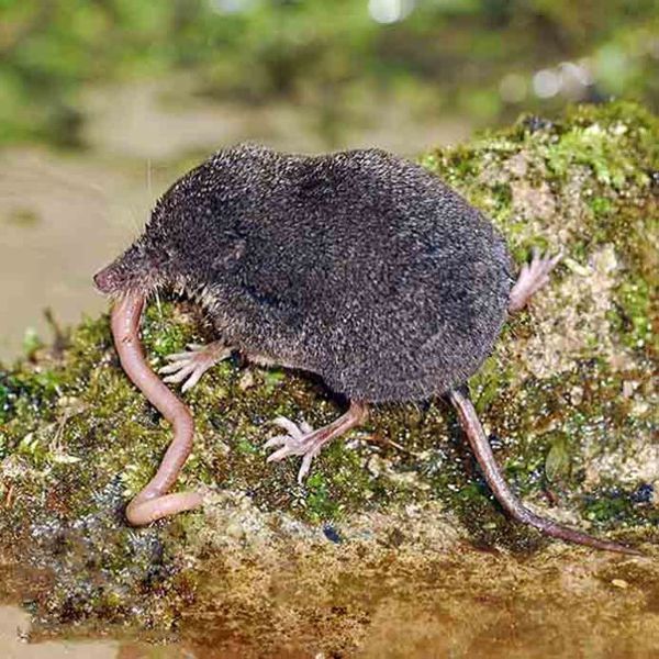 鼩鼱它会吃黄虫吗