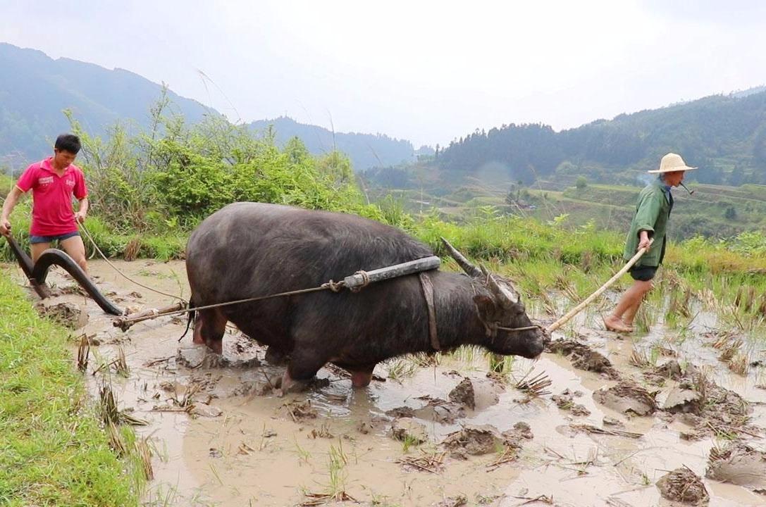 視頻:農民伯伯用最原始的方法犁田,你會犁田嗎?