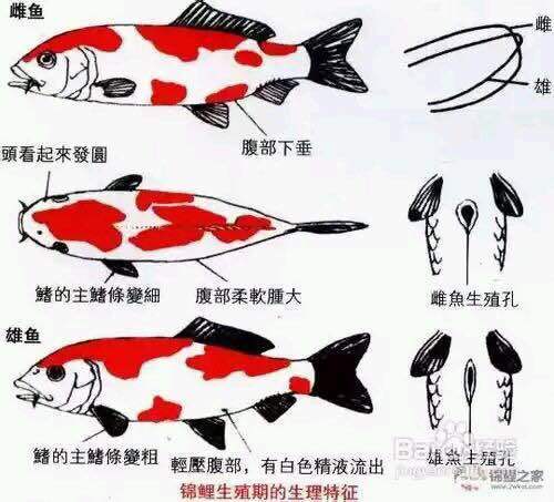 草金鱼如何分辨公母图片