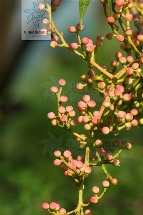 谁知道"青子树"学名是啥,生长山区半山区和柿子相同时期成熟.