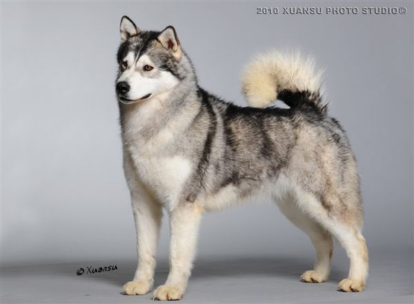 这是阿拉斯加雪橇犬 阿拉斯加雪橇犬是最古老的雪橇犬之一.