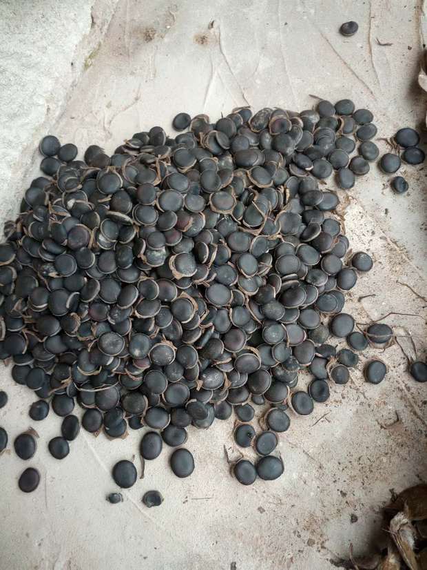 紫藤果那里收购 什么价格?