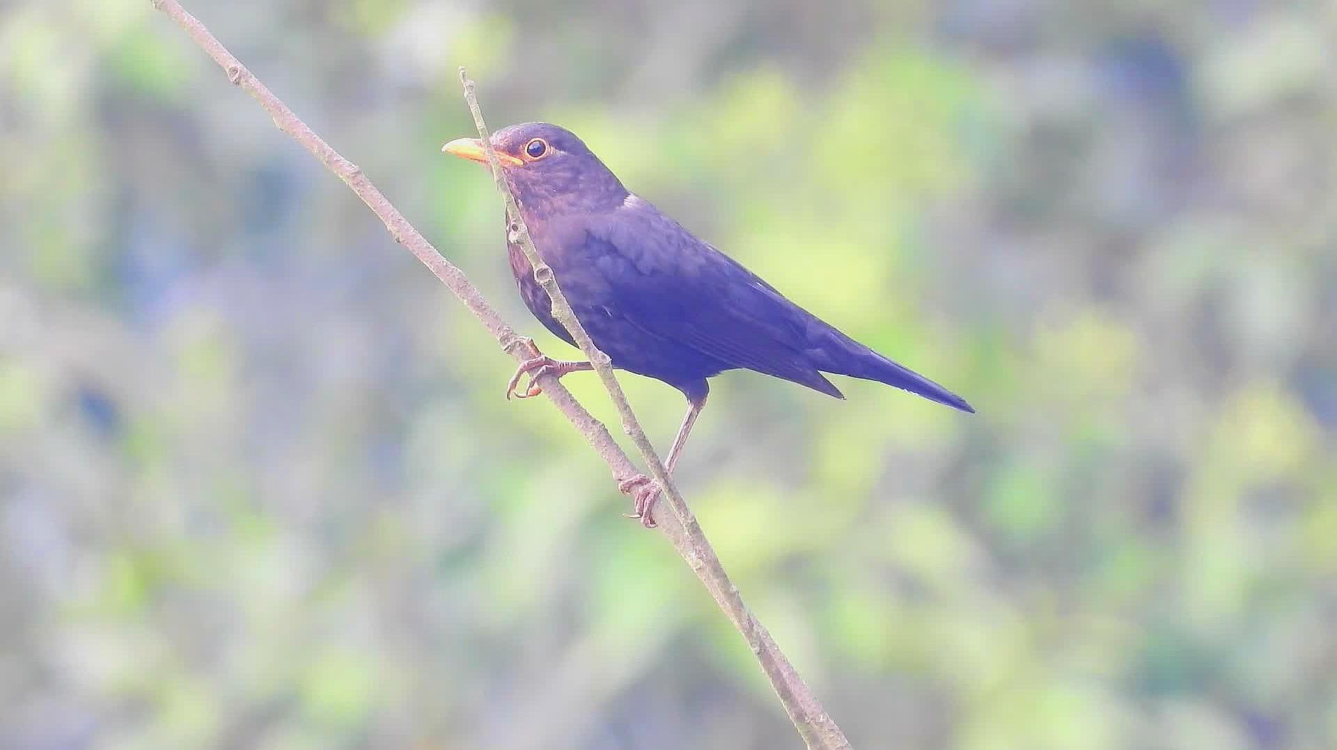 原生態 b>烏鶇鳥叫聲 /b>,附近有陽雀叫聲,米貴陽