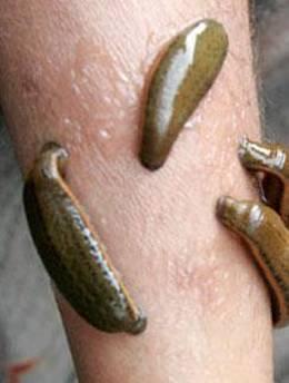 蚂蟥长什么样子