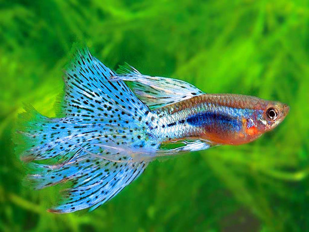 热带鱼都有哪些及图片