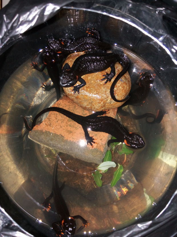 我有几条大凉疣螈,该放水里养还是放土里养啊?放土里需要帮他打洞吗?