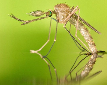 蚊子从蛹变为成虫并浮出水面.