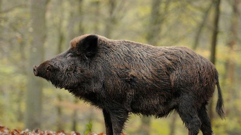 视频上传时间:4年前时长:02:37动物世界小视频:一群鬣狗围攻三头狮子
