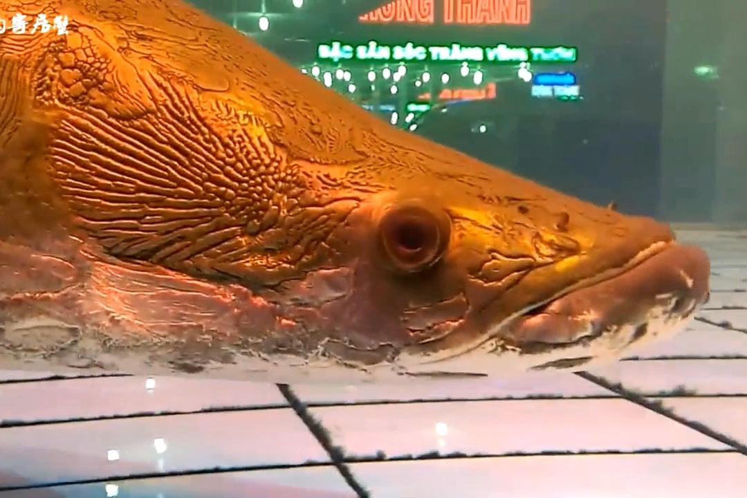 视频:养在水族箱里的庞然大物, 巨骨舌鱼