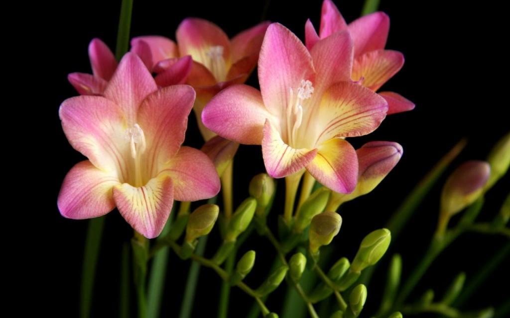 香雪兰花卉特写电脑壁纸[图2]