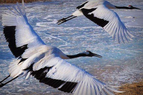 "闲云野鹤","驾鹤西去",为什么"鹤"寓意超脱?