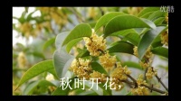 [图]小学生小古文100课——15、桂(范读)