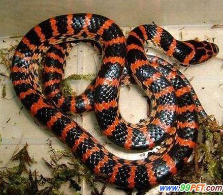 背上红色间黑色条纹,肚子白色,应该是有毒的,是