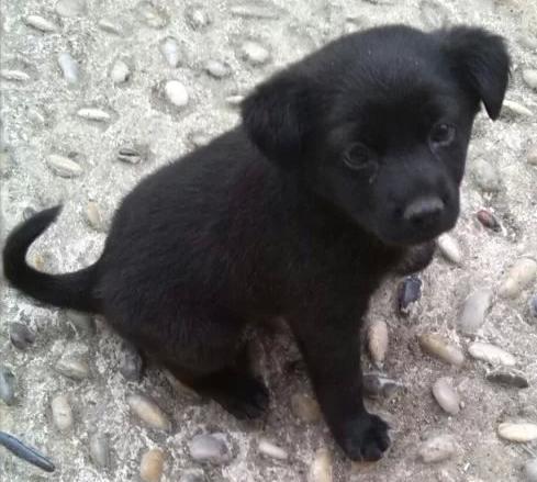 捡到一只小黑狗,求鉴定品种~谢谢