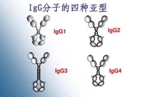 免疫球蛋白igg4和免疫球蛋白g亚类4说的对吗?_360问答