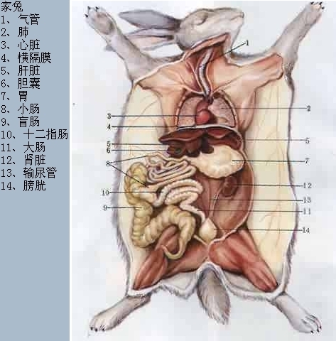 家兔解剖结构图图片