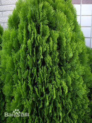 扁松的植物有什么作用