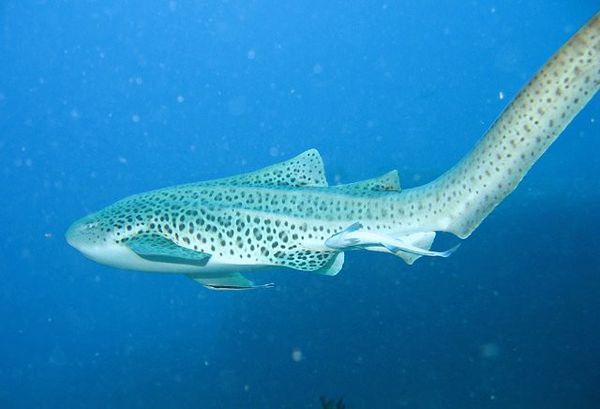 请问大家这种长长的鱼的名称