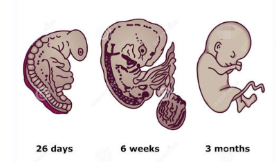 胚胎形成的过程是:孕囊发育