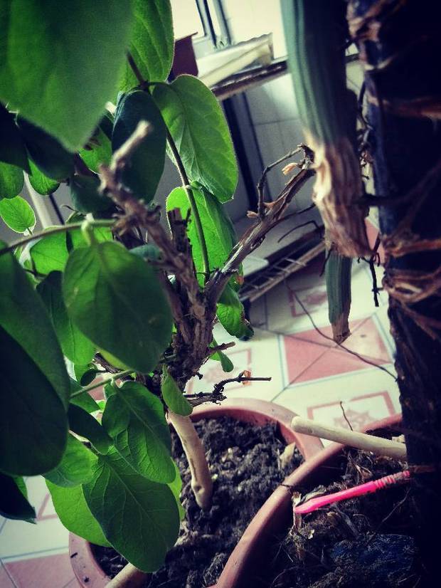大家看看我这颗金银花叶子有枯萎枝条变干枯怎么回事