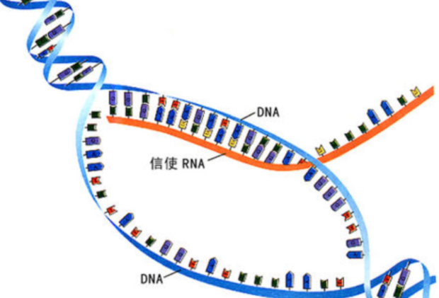 转录的过程是什么?