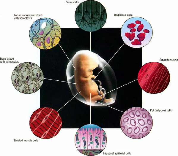 受精卵是如何发育成完整的生物体的?