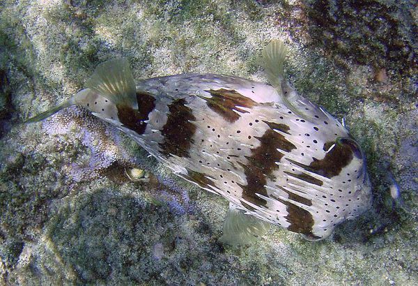 海魚身上帶刺有毒是叫什麼魚