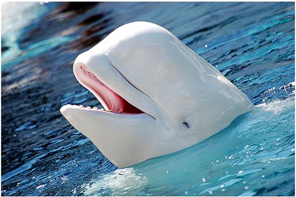 白鲸的额头为何会如此神奇?