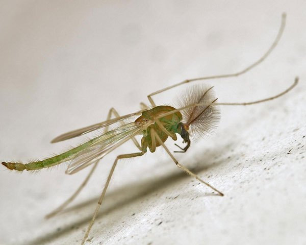 蚊子种类图片图片